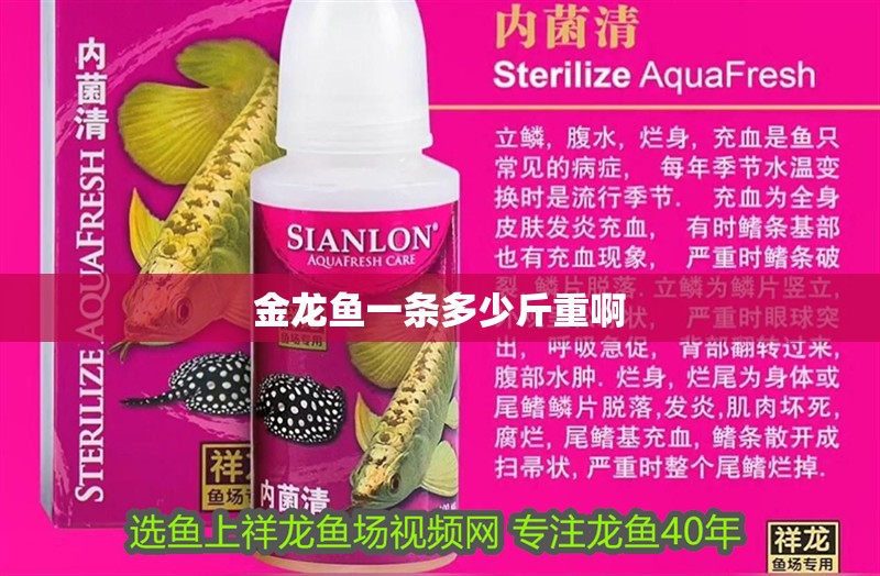 金龍魚一條多少斤重啊