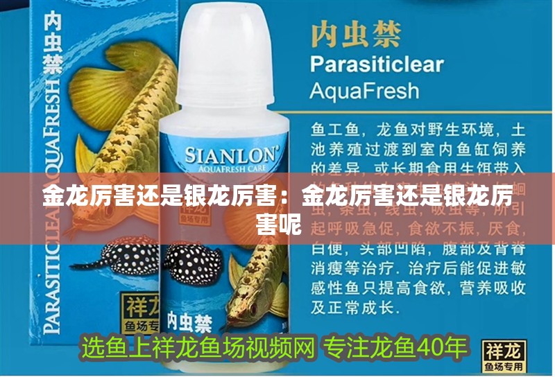 金龍厲害還是銀龍厲害：金龍厲害還是銀龍厲害呢