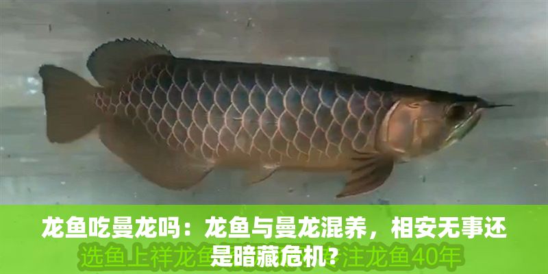 龍魚吃曼龍嗎：龍魚與曼龍混養(yǎng)，相安無事還是暗藏危機？