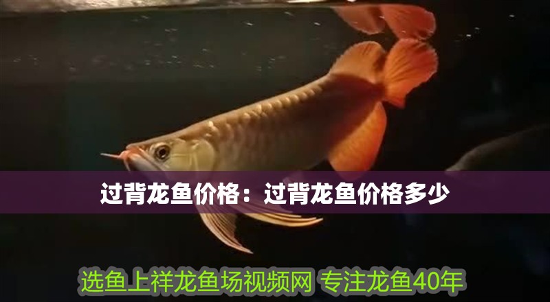過背龍魚價格：過背龍魚價格多少 過背龍魚價格：過背龍魚價格多少 水族問答