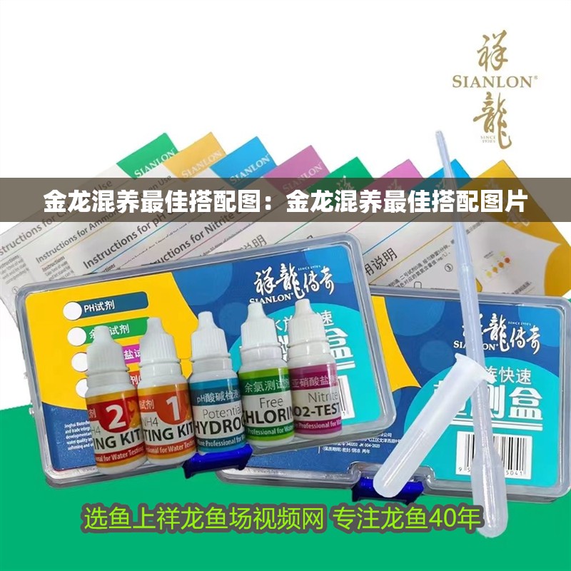 金龍混養最佳搭配圖：金龍混養最佳搭配圖片