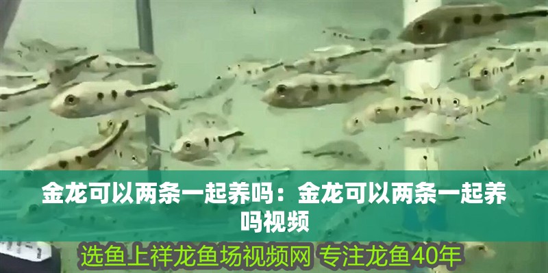 金龍可以兩條一起養嗎：金龍可以兩條一起養嗎視頻