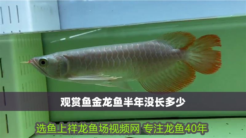 觀賞魚金龍魚半年沒長多少
