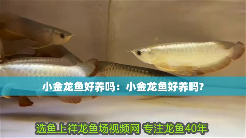 小金龍魚好養(yǎng)嗎：小金龍魚好養(yǎng)嗎?