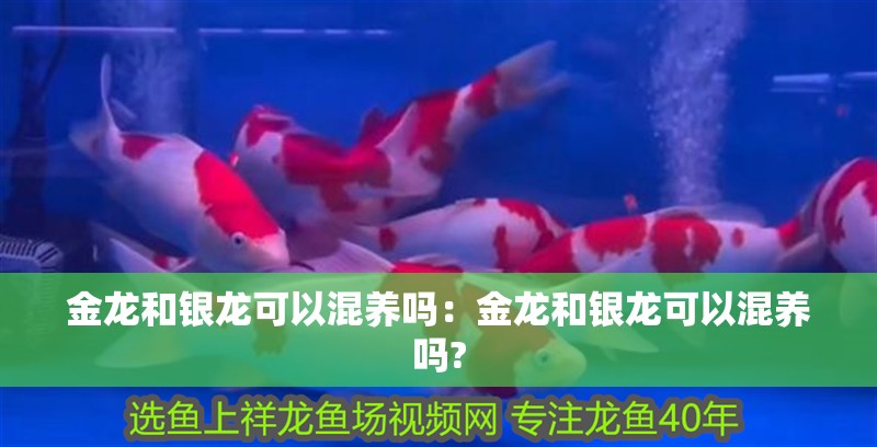 金龍和銀龍可以混養嗎：金龍和銀龍可以混養嗎?