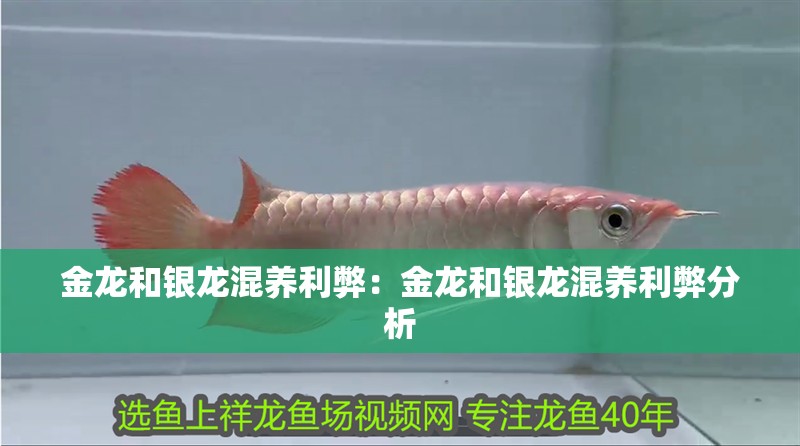 金龍和銀龍混養(yǎng)利弊：金龍和銀龍混養(yǎng)利弊分析