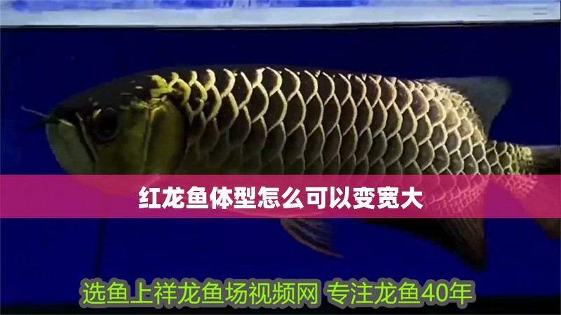 紅龍魚體型怎么可以變寬大