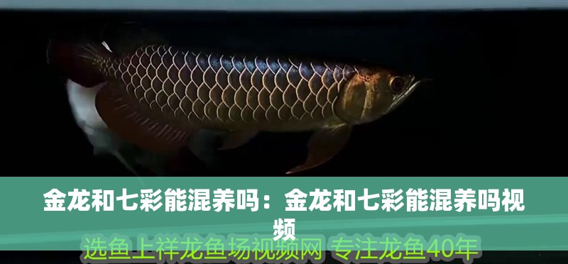 金龍和七彩能混養嗎:金龍和七彩能混養嗎視頻 龍魚百科 第2張 金龍和七彩能混養嗎:金龍和七彩能混養嗎視頻 金龍和七彩能混養嗎:金龍和七彩能混養嗎視頻 龍魚百科 第2張