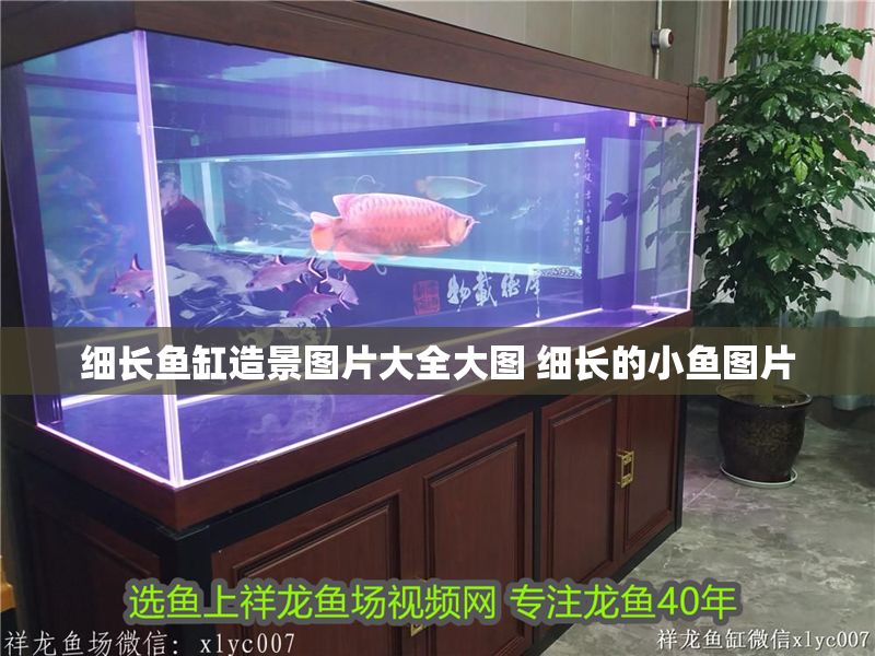 細長魚缸造景圖片大全大圖 細長的小魚圖片