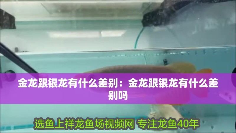 金龍跟銀龍有什么差別:金龍跟銀龍有什么差別嗎 龍魚百科 第1張 金龍跟銀龍有什么差別:金龍跟銀龍有什么差別嗎 金龍跟銀龍有什么差別:金龍跟銀龍有什么差別嗎 龍魚百科 第1張