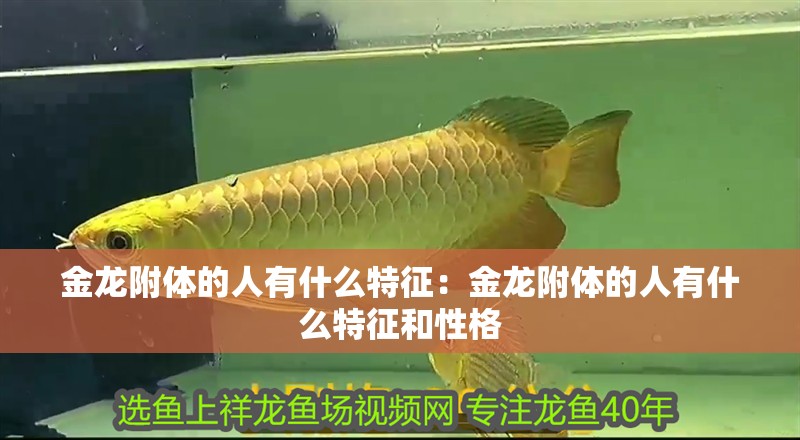 金龍附體的人有什么特征:金龍附體的人有什么特征和性格 龍魚百科 第1張 金龍附體的人有什么特征:金龍附體的人有什么特征和性格 金龍附體的人有什么特征:金龍附體的人有什么特征和性格 龍魚百科 第1張