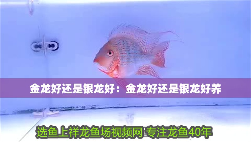 金龍好還是銀龍好：金龍好還是銀龍好養