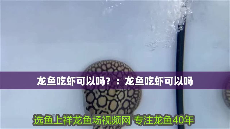 龍魚吃蝦可以嗎？：龍魚吃蝦可以嗎