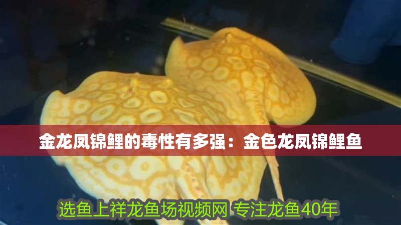 金龍鳳錦鯉的毒性有多強:金色龍鳳錦鯉魚