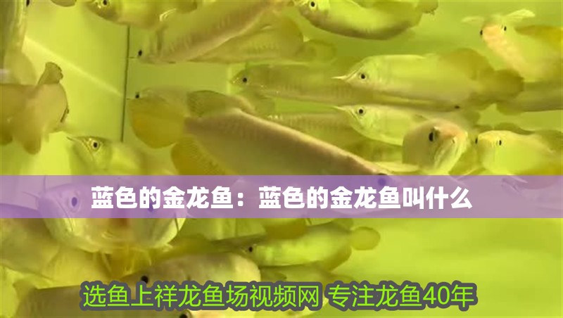 藍色的金龍魚：藍色的金龍魚叫什么 藍色的金龍魚：藍色的金龍魚叫什么 水族問答