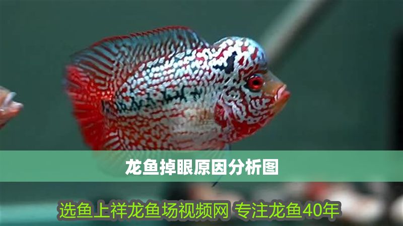 龍魚掉眼原因分析圖