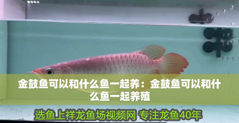 金鼓魚可以和什么魚一起養(yǎng):金鼓魚可以和什么魚一起養(yǎng)殖