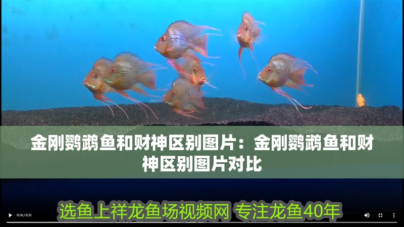 金剛鸚鵡魚和財(cái)神區(qū)別圖片：金剛鸚鵡魚和財(cái)神區(qū)別圖片對(duì)比