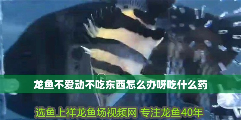 龍魚不愛動不吃東西怎么辦呀吃什么藥
