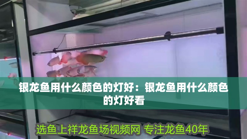 銀龍魚用什么顏色的燈好：銀龍魚用什么顏色的燈好看