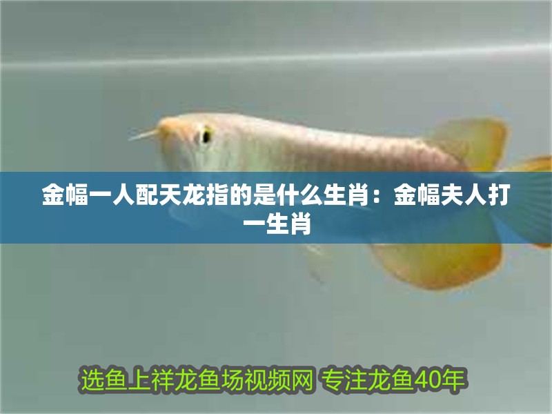 金幅一人配天龍指的是什么生肖:金幅夫人打一生肖 龍魚百科 第1張 金幅一人配天龍指的是什么生肖:金幅夫人打一生肖 金幅一人配天龍指的是什么生肖:金幅夫人打一生肖 龍魚百科 第1張