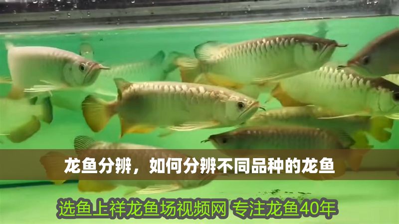龍魚分辨，如何分辨不同品種的龍魚