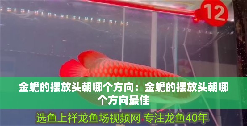 金蟾的擺放頭朝哪個方向：金蟾的擺放頭朝哪個方向最佳