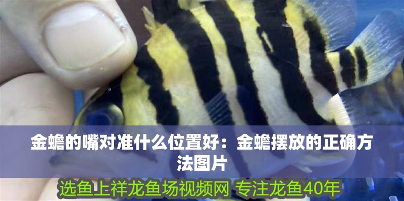 金蟾的嘴對準什么位置好：金蟾擺放的正確方法圖片