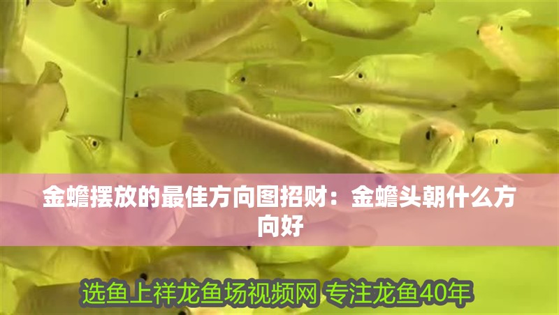 金蟾擺放的最佳方向圖招財：金蟾頭朝什么方向好