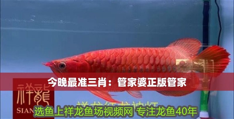 今晚最準三肖:管家婆正版管家