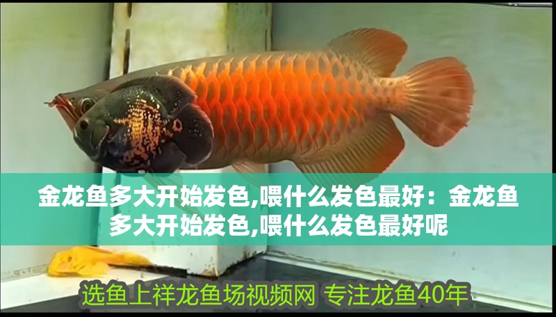 金龍魚多大開始發色,喂什么發色最好：金龍魚多大開始發色,喂什么發色最好呢