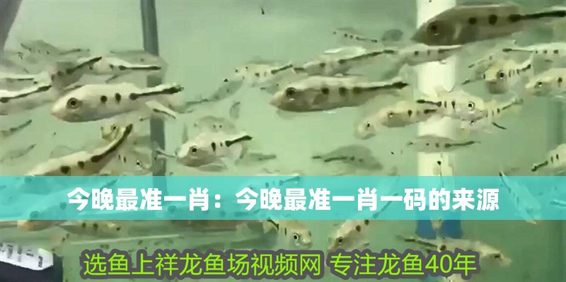 今晚最準一肖：今晚最準一肖一碼的來源