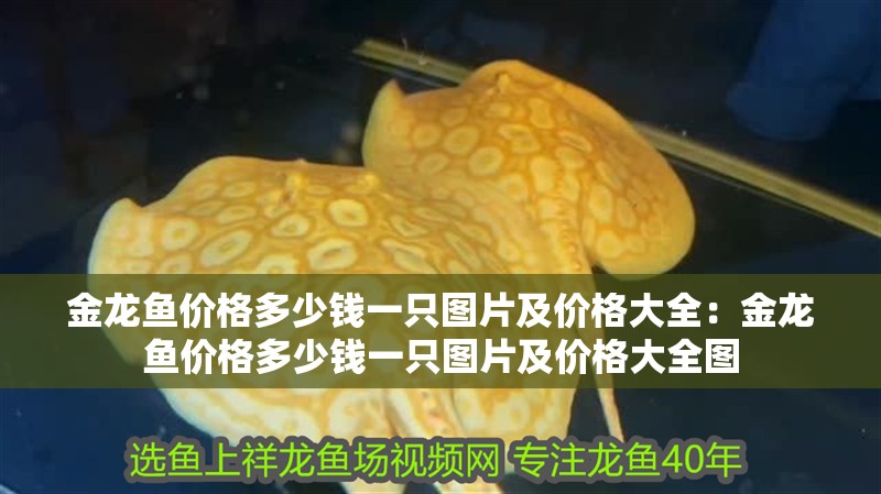 金龍魚價格多少錢一只圖片及價格大全：金龍魚價格多少錢一只圖片及價格大全圖