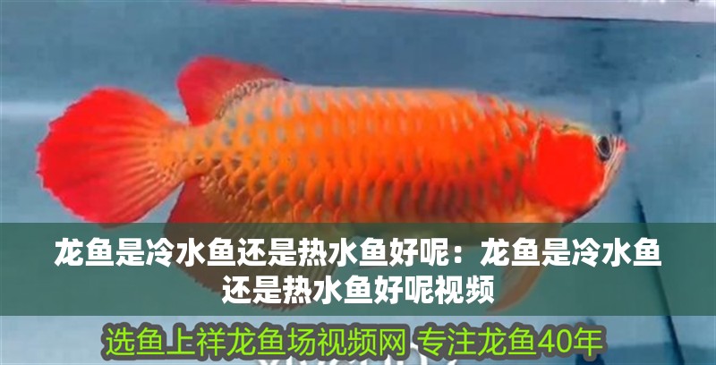 龍魚是冷水魚還是熱水魚好呢:龍魚是冷水魚還是熱水魚好呢視頻