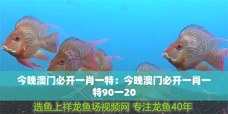 今晚澳門必開一肖一特：今晚澳門必開一肖一特90一20