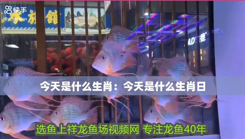 今天是什么生肖：今天是什么生肖日