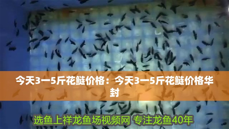 今天3一5斤花鰱價格：今天3一5斤花鰱價格華封