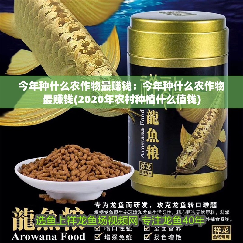 今年種什么農作物最賺錢:今年種什么農作物最賺錢(2020年農村種植什么值錢)