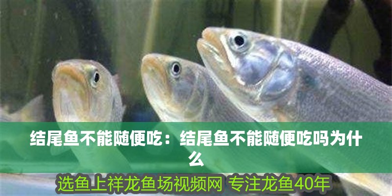 結尾魚不能隨便吃：結尾魚不能隨便吃嗎為什么
