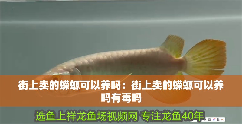 街上賣的蠑螈可以養嗎：街上賣的蠑螈可以養嗎有毒嗎