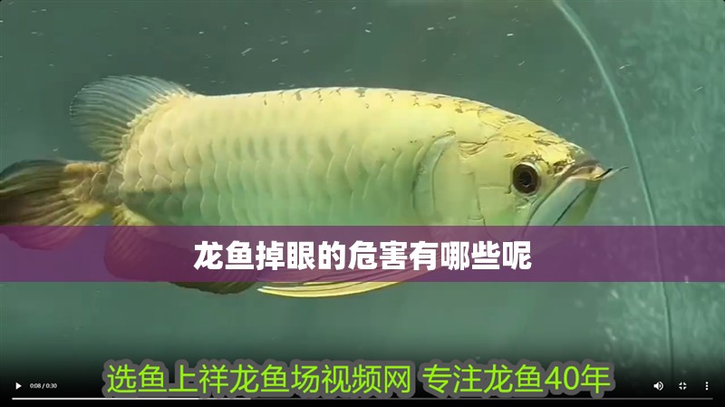 龍魚掉眼的危害有哪些呢