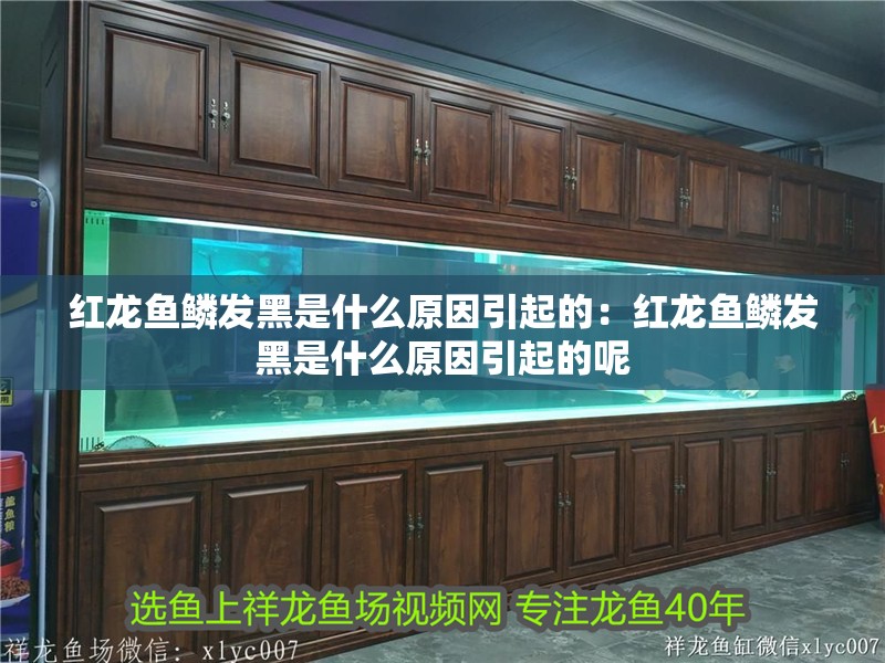 銀龍魚苗10cm怎么養好看視頻(銀龍魚苗一個月能長多大)