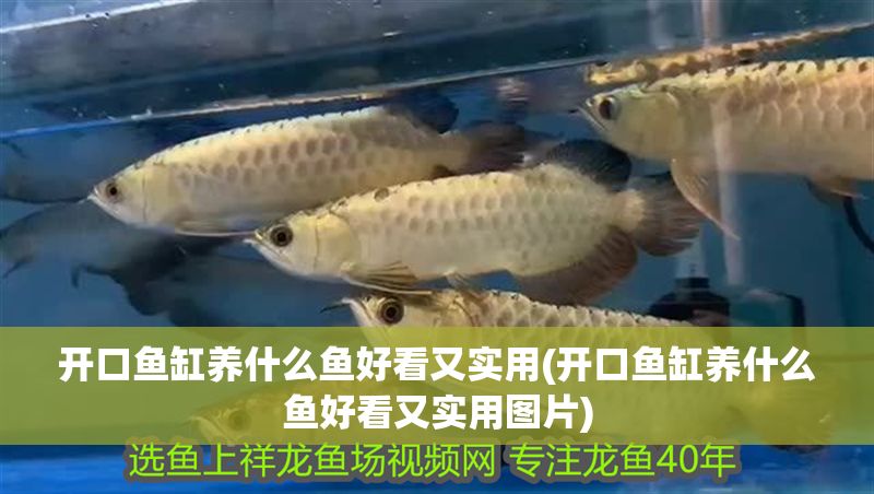 開口魚缸養(yǎng)什么魚好看又實(shí)用(開口魚缸養(yǎng)什么魚好看又實(shí)用圖片)