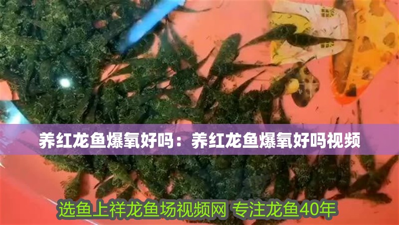 養紅龍魚爆氧好嗎：養紅龍魚爆氧好嗎視頻