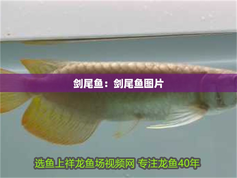 劍尾魚：劍尾魚圖片