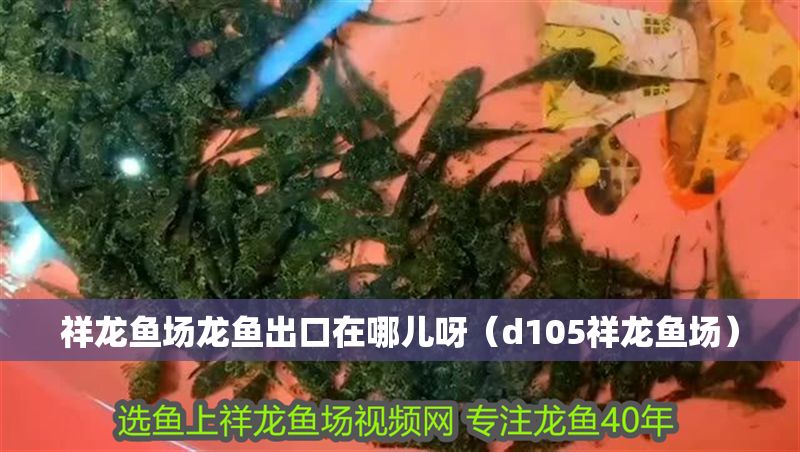 祥龍魚場龍魚出口在哪兒呀（d105祥龍魚場）