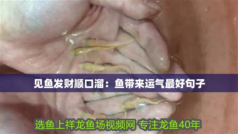 見魚發財順口溜：魚帶來運氣最好句子