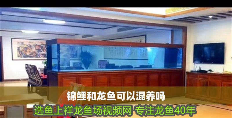 錦鯉和龍魚可以混養(yǎng)嗎 錦鯉和龍魚可以混養(yǎng)嗎 龍魚百科 第2張