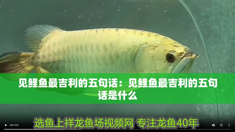 見鯉魚最吉利的五句話：見鯉魚最吉利的五句話是什么