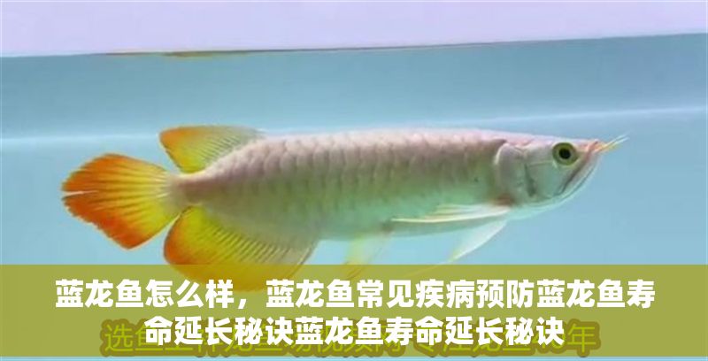 藍龍魚怎么樣，藍龍魚常見疾病預防藍龍魚壽命延長秘訣藍龍魚壽命延長秘訣